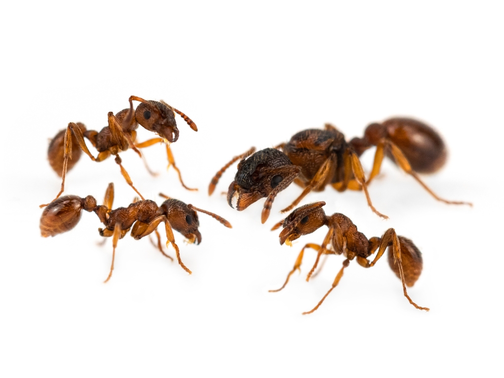 Myrmica rubra